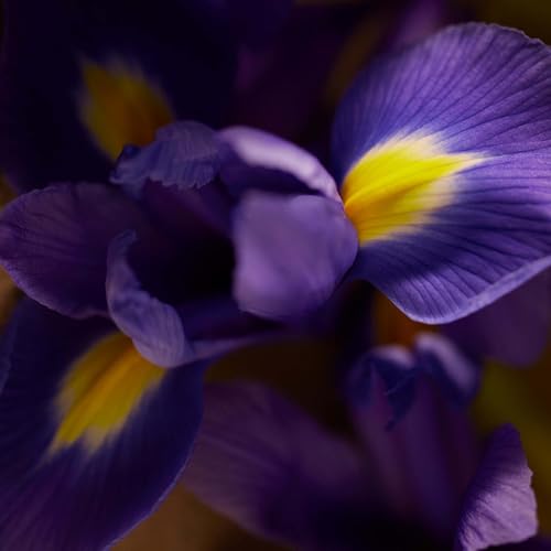 Consejos para Comprar Polo Red Extreme para comprar online. 24 Imagen adicional