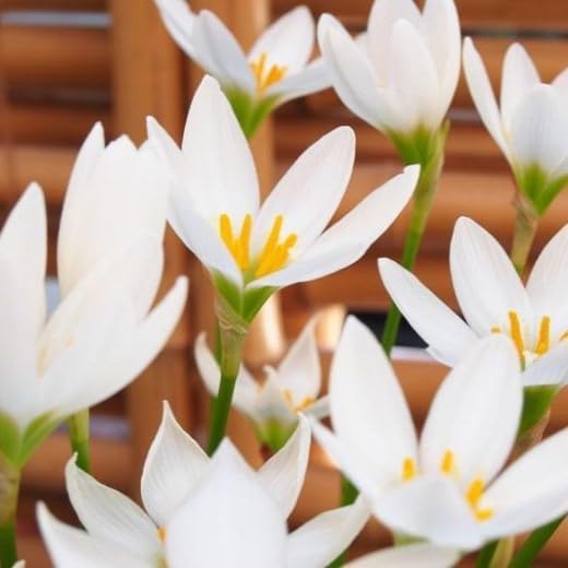 Image of Rain Lily Flower Bulbs | Premium Landscape Grade | Easy to Grow | Heavy Blooming Perennial Flowers | Ideal for Gardens, Farmhouses, Resorts & Landscaping | Healthy Bulbs Pack of 1000 White