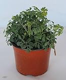 Ruda -planta aromática viva- 13cm