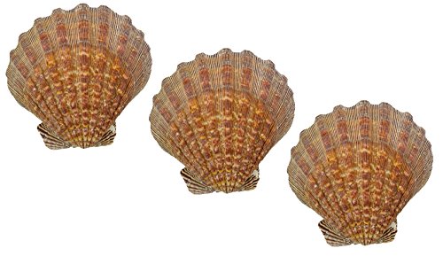 US Shell, 3 Piece, Lion's Paw Sea Shell, 13 to 15 Centimeter Size