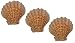 US Shell, 3 Piece, Lion's Paw Sea Shell, 13 to 15 centimeter size