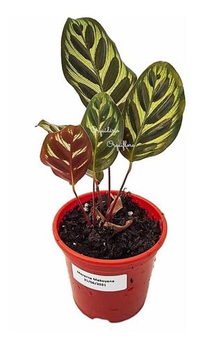 Kit 2 Mudas Maranta Cascavel E Pavão Com Plantas Naturais Exóticas Raras