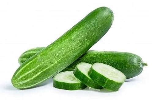 50 graines de concombre