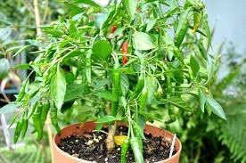 Arlo Seeds High Yield Hybrid Rare Green chilli Vegetable Seeds Rare Chili Nagma 30 Seeds Pack (B07FRGGBM8) Amazon Price History, Amazon Price Tracker