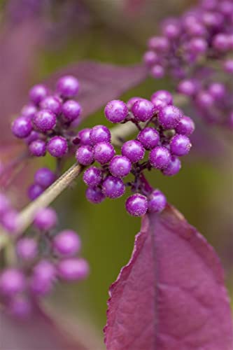 Callicarpa bodinieri Giraldii 30–40 cm – Winterhart, Mehrjährig, Pflegeleicht – Liebesperlenstrauch – Zierstrauch für Garten & Beet