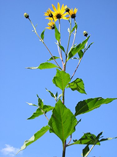1 Lb Beyond Organic Sunchokes by Yumheart Gardens - Jerusalem Artichokes - Sunchoke - Sunroot