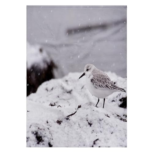 3dRose 22x30 Bath Hand Pool Towel - Sanderling (Calidris alba) in The Snow, Bird - NA02 RBR0033 - Rick A. Brown Birds
