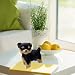 Imagen de Joygoodta Animal de Peluche Yorkshire Terrier