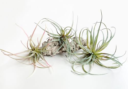 Casktcom Extra Large Artificial Air Plants Set of 3 Faux Tillandsia BromeliadsFake Succulent Plants No Care Needed