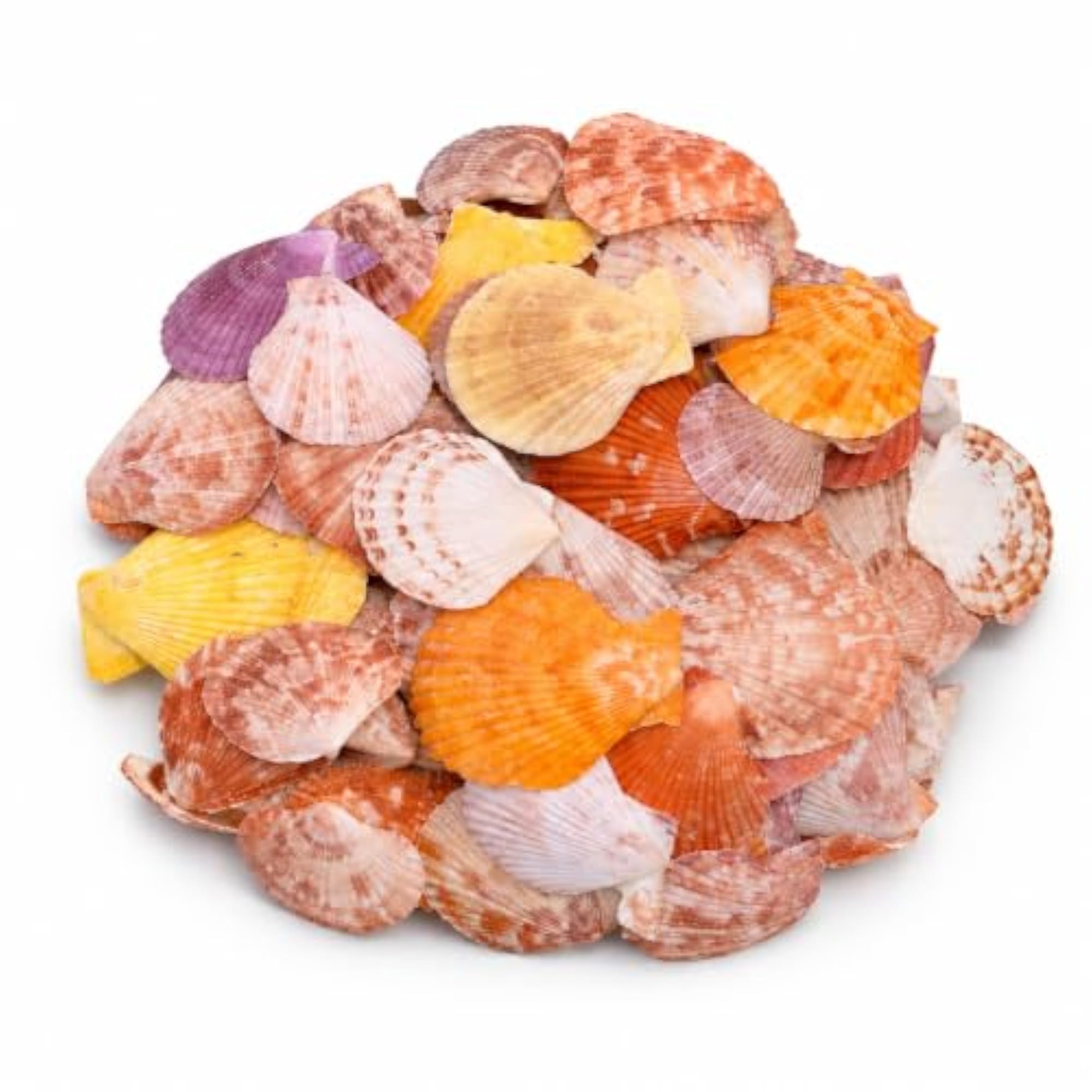 NIVIP Scallop Seashells for Aquarium and Craft Projects