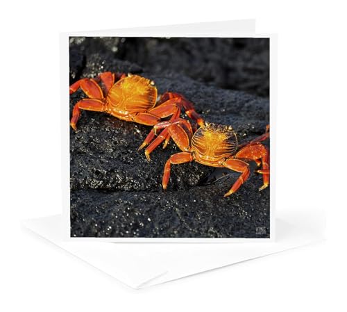 3dRose Sally Lightfoot Crab,Grapsus grapsus,Santiago Island Galapagos 1 Greeting Card with envelope