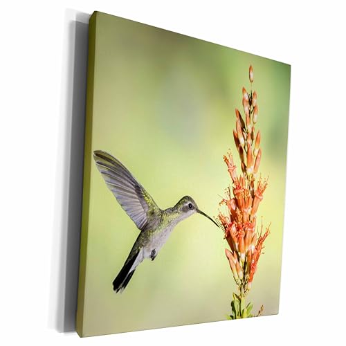 3dRose Museum Grade Canvas Wrap - Arizona. Broad-billed hummingbird feeding on ocotillo blossoms. Hummingbirds