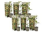 Plant in a Box - Kiwi Actinidia 'Jenny' - Set de 6 - Plantas de kiwi - Maceta 9cm - Altura 20-40cm
