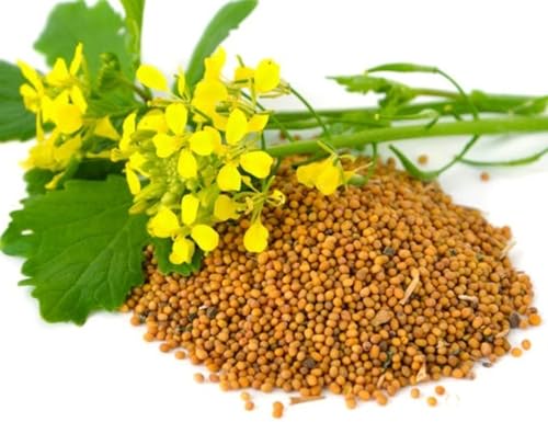 SeedsUP - 500+ Seeds Mustard - Vegetable White