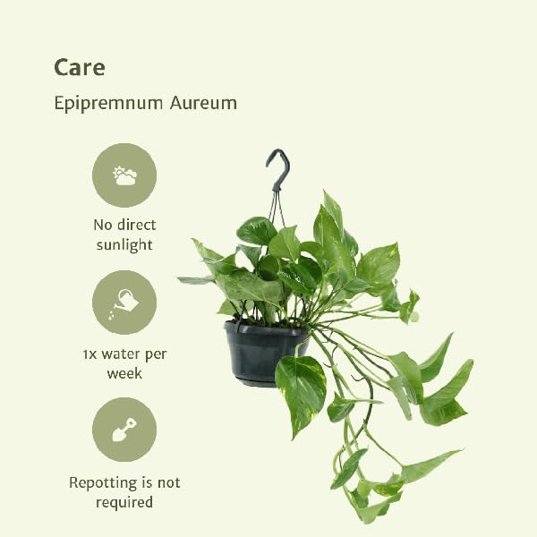 Efeutute Epipremnum Aureum Scindapsus Zimmerpflanze Ø15 cm 25 cm
