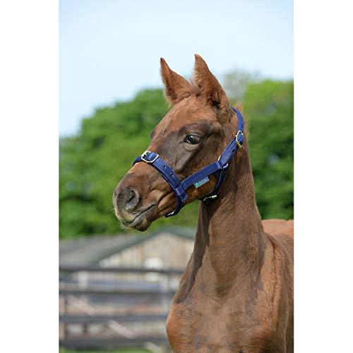Cabestro Bucas Dublín XL azul marino para caballos grandes 3