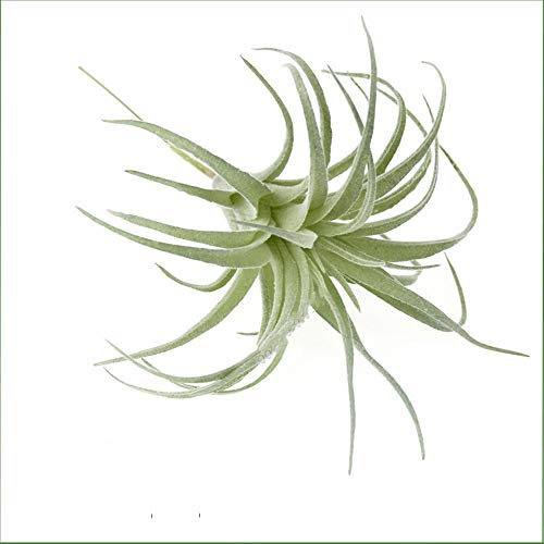 Ebuyom 2 Pcs Artificial Succulents Plants Unpotted Fake Flocking Tillandsia Air Plants Succulent Bromeliads Bouquet Arrangements Faux Plants Diy For Garden Terrarium Decor Home Decoration Green #TOP4