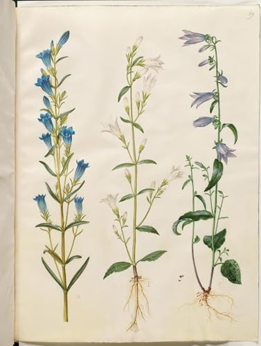 Tableaux muraux d'art Holtzbecker : Impression Gentiana pneumonanthe haut de gamme