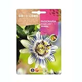 Semillas de Flor de la Pasión |DECOALIVE | Semillas Vivas Naturales | Semillas de Passiflora