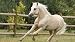 1000 Piezas Rompecabezas de Madera de Hijos Adultos animales caballos ponis de Colorado galés Jigsaw puzzle para Juegos casuales de bricolaje -75x50cm