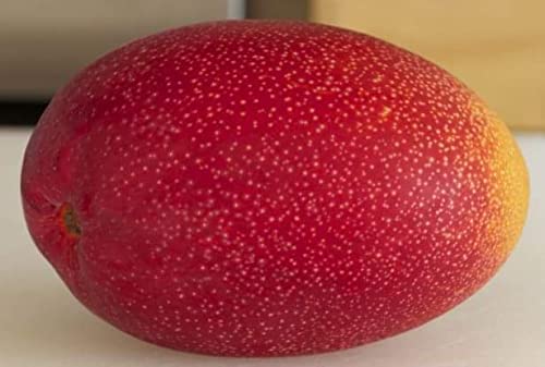 WinWood Miyazaki (Japanese) Mango Live Plant Grafted Variant (B09TPJLCWZ) Amazon Price History, Amazon Price Tracker