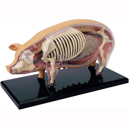 IUBGFTO 4D Pig Anatomy Model, Detachable Biological Specimen for Veterinary Training and Pedagogical Demonstration in Pet Clinics and Schools