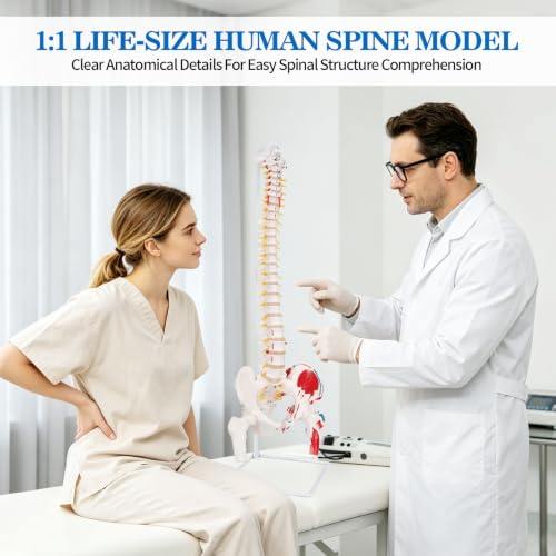 Image of 34.6 inchLife-Size Flexible Human Spine Model with Muscle Origins