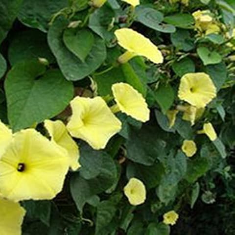 100 Pcs Petunia Seeds for Planting Cover