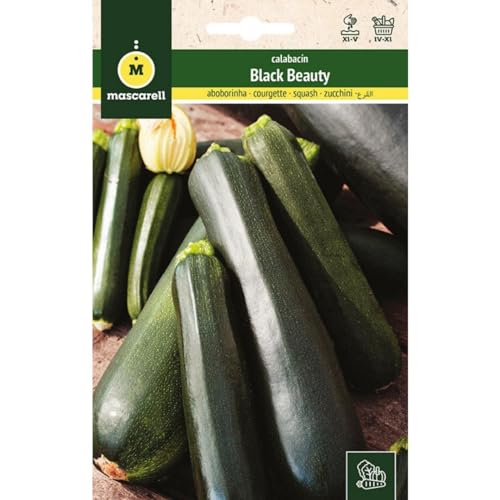 Mascarell Semillas, CALABACÍN, Semillas Huerto, CALABACÍN BLACK BEAUTY, Crea tu Propio Huerto Urbano y Cultivo en Casa, Plantas Hortícolas, 8 Gramos