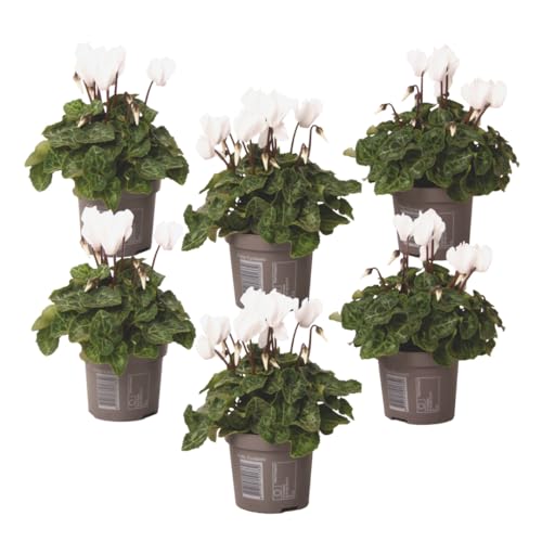 Plant in a Box - Cyclamen de Perse - Set de 6 - Cyclamen persicum 'Metis White' - Hauteur 10-20cm - Pot 9cm - Plante fleurie pour l’automne et l’hiver - Facile d’entretien et élégante
