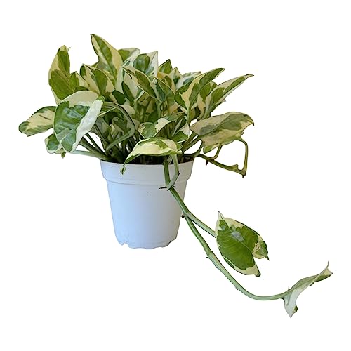 Pothos N’joy Live Indoor Plant, 4 Inch Pot - Hopewind Plants Shop #TOP2