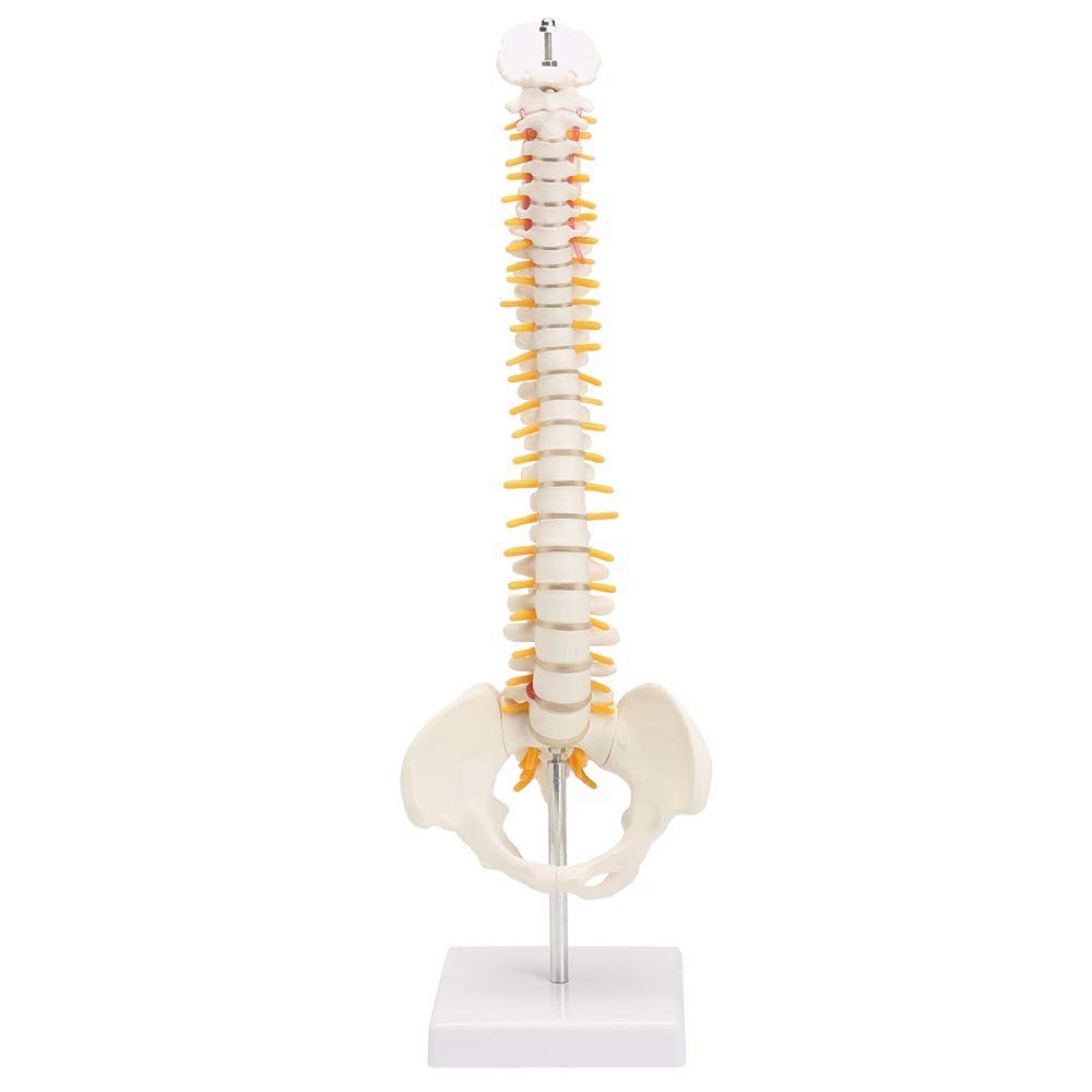 Modèle d'araignée humaine 45 cm pour réviser l'anatomie du dos et du bassin