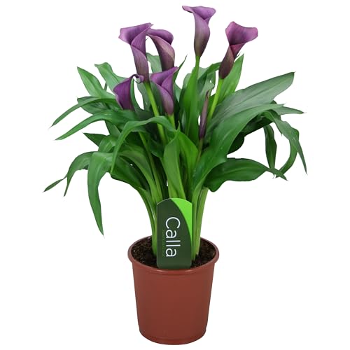 Cala Natural Planta Tropical de Exterior de Cuidado Simple