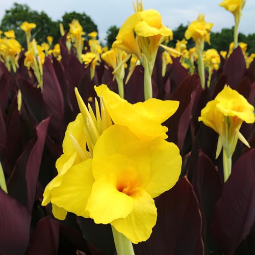 CUIKWA Canna-Rhizome/Landschaftsgestaltung/Gartendekoration/Staude/Hydroponik im Freien-1 Rhizome-C