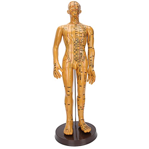 Human Body Acupuncture Model Meridians Acupuncture Model Copper Color Meridians Acupuncture Point Model for Acupuncturists, Massage Therapists(Male)