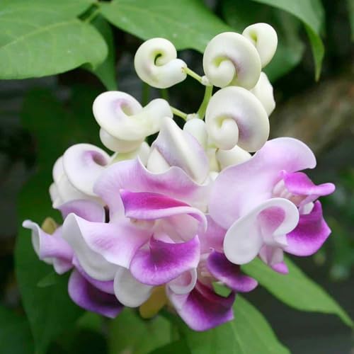 20+ Corkscrew Vine Seeds for Planting Snail Vine Fast-Growing Perennial Flower Seeds GMO Free Seeds Indoor or Outdoor