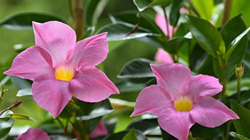 50 Stk/sacchetto rari semi Dipladenia sanderi perenni Arrampicata Mandevilla sanderi Fiore ornamentali da esterno Bonsai Garten Impianti 10