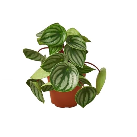 Peperomia Watermelon 6-Inch Pot