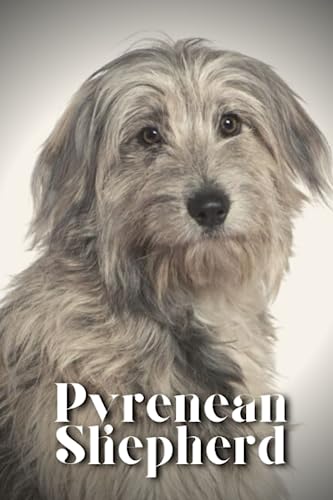 Pyrenean Shepherd: Dog breed overview and guide