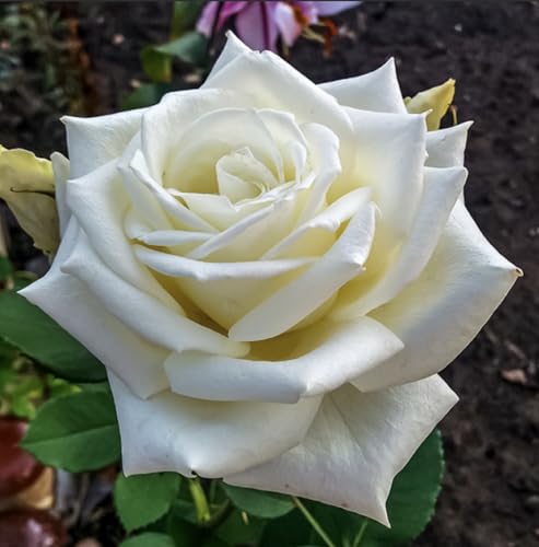 Hybrid Tea Rose Anastasia Bare Root, Repeat Flowering, Ideal