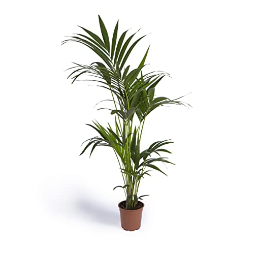 Cool Green - Plantas naturales interior - Kentia Grande | Decoracion