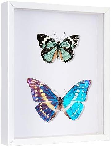 Califortree 8x10 Shadow Box Frame - Memory Box Display Case for Memorabilia Flower Awards Medals Wedding Photos and Keepsake, White