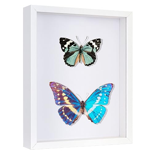 Califortree 8x10 Shadow Box Frame - Memory Box Display Case for Memorabilia Flower Awards Medals Wedding Photos and Keepsake, White