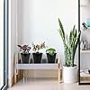Kratky Method Hydroponic Planter Kit, 8 Hydroponic Planter Plus 24 Growing Sponges for Herbs, Hydroponic Mini Buckets for Windowsill Herb Garden, Hydroponic Growing System for Vegetables (Black) #4