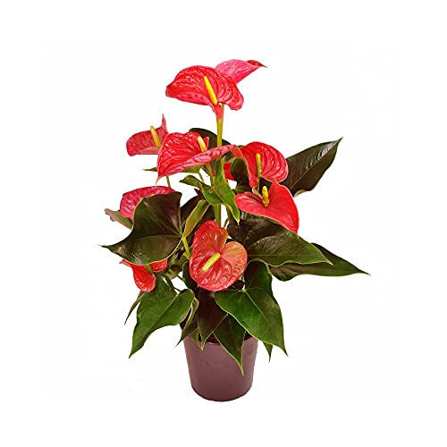 DECOALIVE Anthurium Rojo Planta de Interior con Flor Roja Anturio Planta Natural