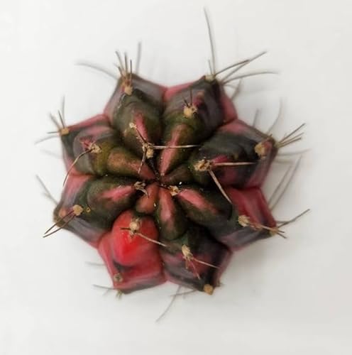 A T{e ꉲO MmJLE ~nmrb`  a3cm c 芔