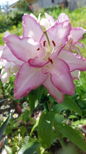 SVG® Oriental lily Double Imported Flower Bulbs All season for Your Home and Gardening Pack 2 bulbs (PURPLE)