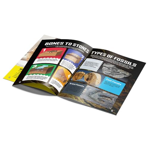 Byncceh Fossilien Ausgrabungsset für Kinder – 12 Echte Fossilien | Fossilien Ausgrabungsset Kinder Mit Farbig Illustrierter Lernanleitung | Wissenschaftsspiel & STEM Geschenk ab 6 Jahren