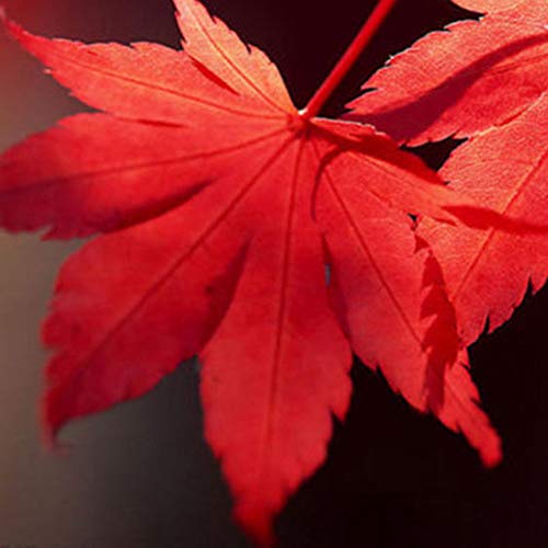 TankMR 10Pcs Red Maple Tree Seeds Planting,Open-Pollinated, Bees, Humming Birds, Butterflies, Pollinators,Office Garden Decor 10pcs Maple Tree Seeds
