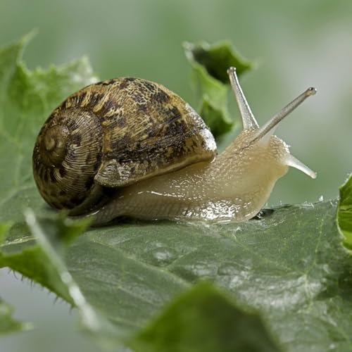 "Occupez-vous des escargots" : le promoteur de Duba&iuml; qui ridiculise l'Europe copertina